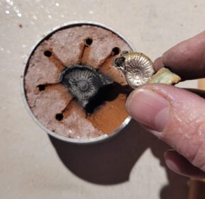 A silver ammonite cast being removed from the sand casting flask